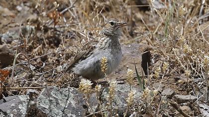 Woodlark