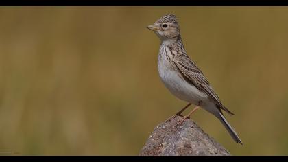 Turkestan Short-toed Lark