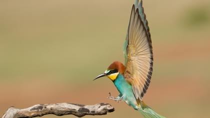 European Bee-eater