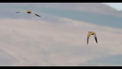 Black-bellied Sandgrouse