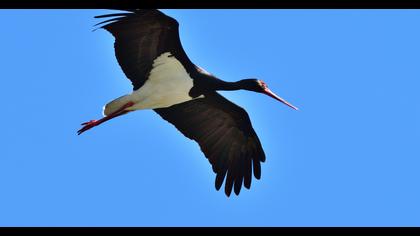 Black Stork