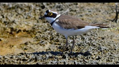 Little Ringed Plover
