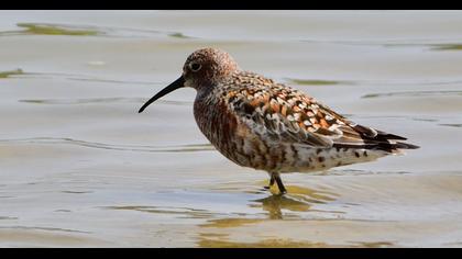 Curlew Sandpiper
