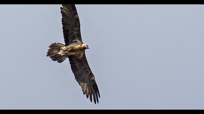 Bearded Vulture