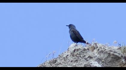Blue Rock Thrush