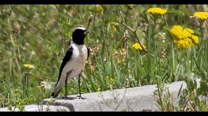 Black-eared Wheatear