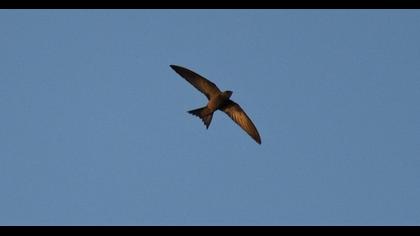 Common Swift