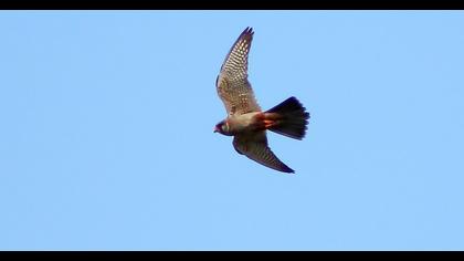 Red-footed Falcon