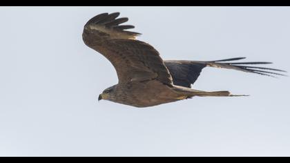 Black Kite