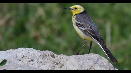 Citrine Wagtail