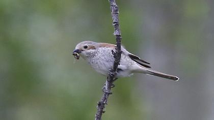 Red-backed Shrike