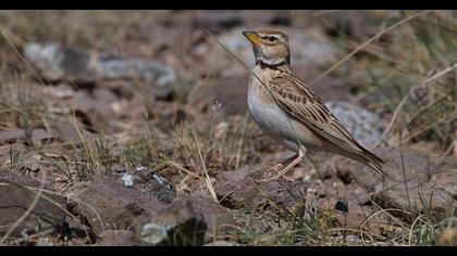 Bimaculated Lark