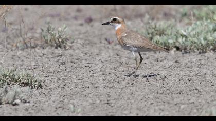 Greater Sand Plover