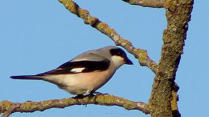 Karaalınlı örümcekkuşu