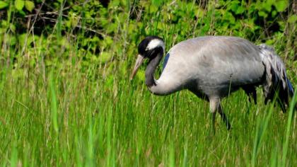 Common Crane