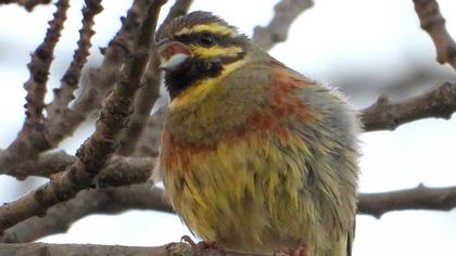 Cirl Bunting