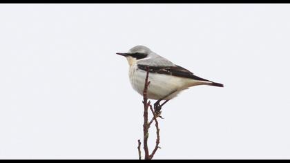 Northern Wheatear