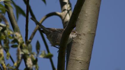 Barred Warbler