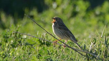 Corn Bunting