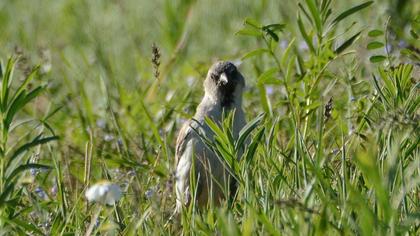 White-winged Snowfinch