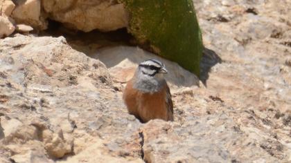 Rock Bunting