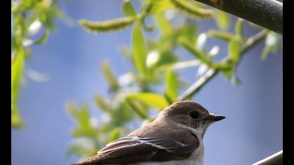 Semicollared Flycatcher