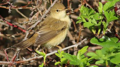 Marsh Warbler