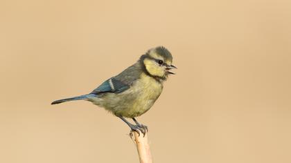 Eurasian Blue Tit