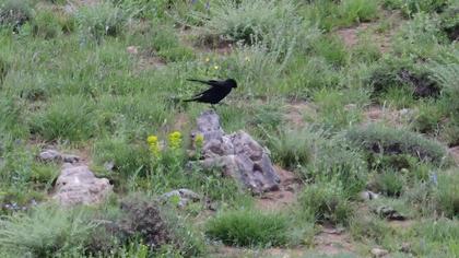 Alpine Chough