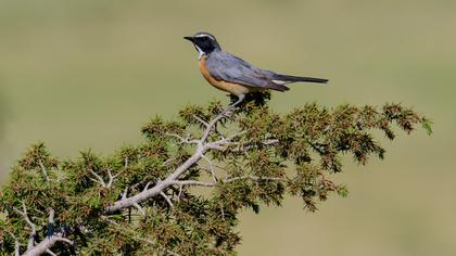 White-throated Robin