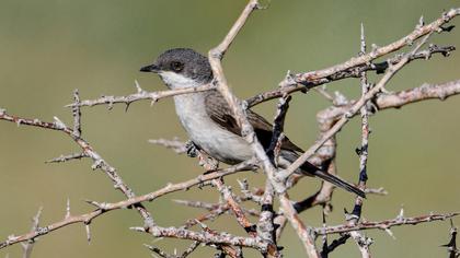 Küçük akgerdanlı ötleğen