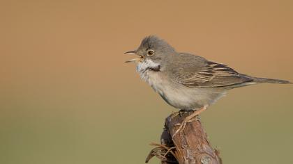 Common Whitethroat