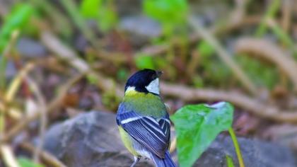 Great Tit