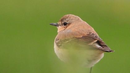 Black-eared Wheatear