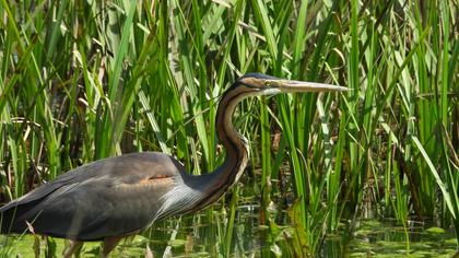 Purple Heron