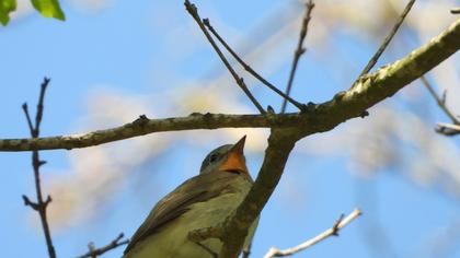 Red-breasted Flycatcher