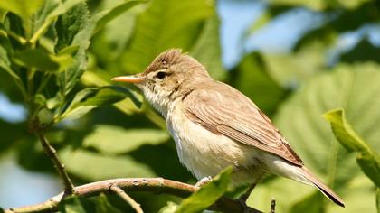 Marsh Warbler