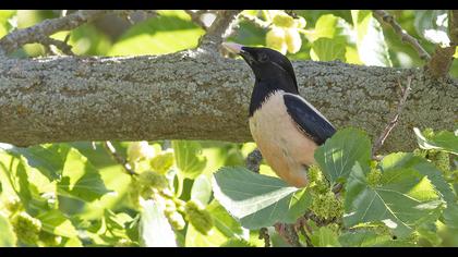 Rosy Starling