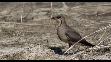 Collared Pratincole