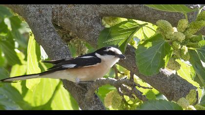 Masked Shrike