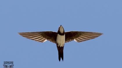 Alpine Swift