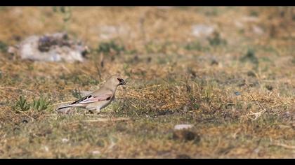 Desert Finch