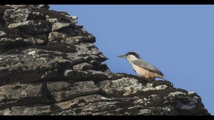 Eastern Rock Nuthatch