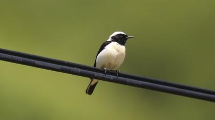 Black-eared Wheatear