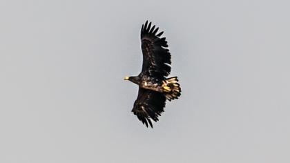 White-tailed Eagle