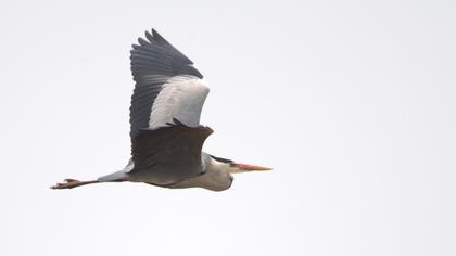 Grey Heron