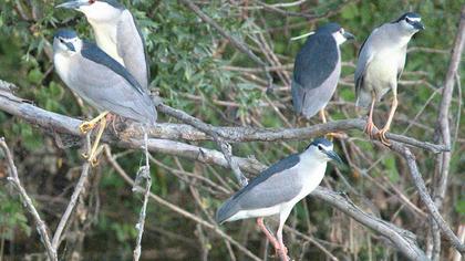 Black-crowned Night Heron