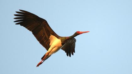 Black Stork