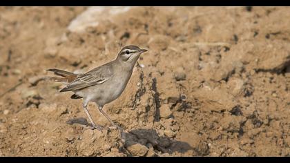 Rufous-tailed Scrub Robin