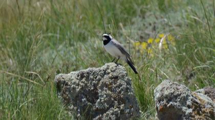 Horned Lark